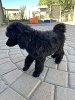 Flint-Orange collar male, a male Poodle - Standard  for sale in Prescott, AZ – 3 of 10