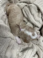 Pearl-pink collar female, a female Poodle - Standard  for sale in Prescott, AZ – 3 of 8