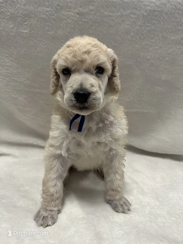 RYE-Blue collar male – Poodle - Standard  puppy for sale in Prescott, AZ
