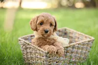 Ladybug, a female Goldendoodle for sale in Geneva, IN – 4 of 4