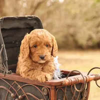 Oakley, a male Miniature Goldendoodle for sale in Geneva, IN – Photo 5 of 9