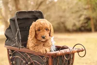 Oakley, a male Miniature Goldendoodle for sale in Geneva, IN – Photo 5 of 9