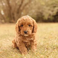 Oakley, a male Miniature Goldendoodle for sale in Geneva, IN – Photo 4 of 9