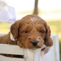 Oakley, a male Miniature Goldendoodle for sale in Geneva, IN – Photo 9 of 9