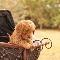 Oakley, a male Miniature Goldendoodle for sale in Geneva, IN – Photo 3 of 9