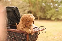 Oakley, a male Miniature Goldendoodle for sale in Geneva, IN – Photo 3 of 9