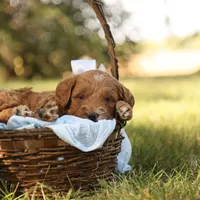 Oakley, a male Miniature Goldendoodle for sale in Geneva, IN – Photo 7 of 9