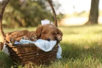 Oakley, a male Miniature Goldendoodle for sale in Geneva, IN – Photo 7 of 9