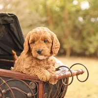 Oakley, a male Miniature Goldendoodle for sale in Geneva, IN – Photo 2 of 9