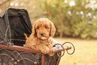 Oakley, a male Miniature Goldendoodle for sale in Geneva, IN – Photo 2 of 9