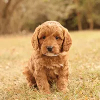Oakley, a male Miniature Goldendoodle for sale in Geneva, IN – Photo 1 of 9