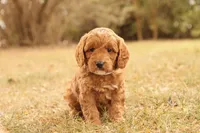 Oakley, a male Miniature Goldendoodle for sale in Geneva, IN – Photo 1 of 9