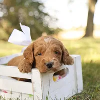 Oakley, a male Miniature Goldendoodle for sale in Geneva, IN – Photo 8 of 9