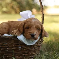 Oakley, a male Miniature Goldendoodle for sale in Geneva, IN – Photo 6 of 9