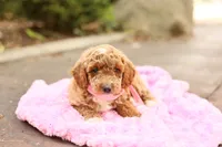 Summer, a male Miniature Goldendoodle for sale in Geneva, IN – 2 of 4