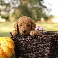 Autumn, a female Miniature Goldendoodle for sale in Geneva, IN – Photo 9 of 10