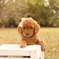 Autumn, a female Miniature Goldendoodle for sale in Geneva, IN – Photo 2 of 10
