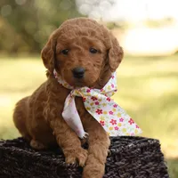 Autumn, a female Miniature Goldendoodle for sale in Geneva, IN – Photo 6 of 10