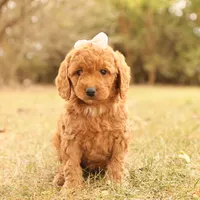Autumn, a female Miniature Goldendoodle for sale in Geneva, IN – Photo 4 of 10