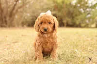 processed/69958333-4168-45df-bf92-ddd3f1e7fa1f/listing/0d92290d-2a68-4771-9ea9-34a3c6a8f9a7/69a1535d-4508-4eb8-b31f-ea7eb144f787