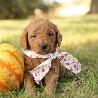 Autumn, a female Miniature Goldendoodle for sale in Geneva, IN – Photo 8 of 10