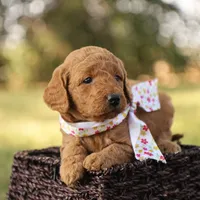 Autumn, a female Miniature Goldendoodle for sale in Geneva, IN – Photo 7 of 10