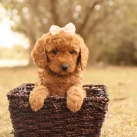 Autumn, a female Miniature Goldendoodle for sale in Geneva, IN – Photo 1 of 10