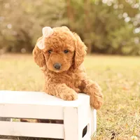 Autumn, a female Miniature Goldendoodle for sale in Geneva, IN – Photo 5 of 10