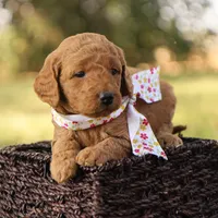 Autumn, a female Miniature Goldendoodle for sale in Geneva, IN – Photo 10 of 10