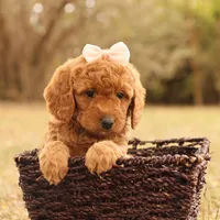 Autumn, a female Miniature Goldendoodle for sale in Geneva, IN – Photo 3 of 10