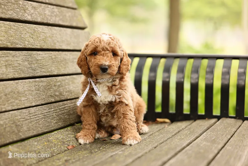 Barnaby – Miniature Goldendoodle puppy for sale in Geneva, IN