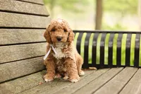 Barnaby, a male Miniature Goldendoodle for sale in Geneva, IN – 1 of 4