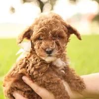 Reese, a male Poodle - Toy  for sale in Geneva, IN – Photo 10 of 10