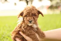 Reese, a male Poodle - Toy  for sale in Geneva, IN – Photo 10 of 10