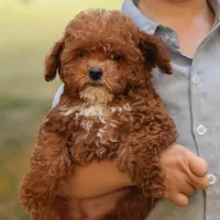Reese, a male Poodle - Toy  for sale in Geneva, IN – Photo 1 of 10