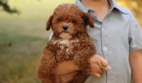 Reese, a male Poodle - Toy  for sale in Geneva, IN – Photo 1 of 10