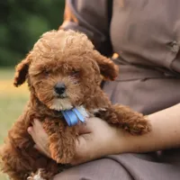 Reese, a male Poodle - Toy  for sale in Geneva, IN – Photo 7 of 10