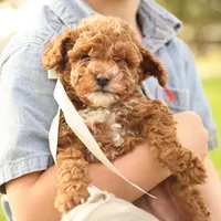 Reese, a male Poodle - Toy  for sale in Geneva, IN – Photo 3 of 10