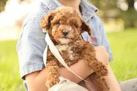 Reese, a male Poodle - Toy  for sale in Geneva, IN – Photo 3 of 10
