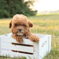 Reese, a male Poodle - Toy  for sale in Geneva, IN – Photo 6 of 10