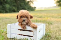 Reese, a male Poodle - Toy  for sale in Geneva, IN – Photo 6 of 10