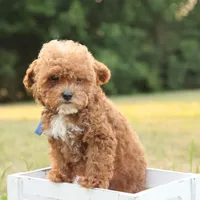 Reese, a male Poodle - Toy  for sale in Geneva, IN – Photo 5 of 10