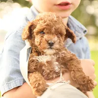 Reese, a male Poodle - Toy  for sale in Geneva, IN – Photo 8 of 10