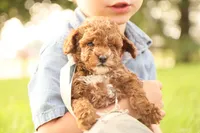 Reese, a male Poodle - Toy  for sale in Geneva, IN – Photo 8 of 10