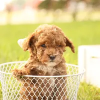 Reese, a male Poodle - Toy  for sale in Geneva, IN – Photo 2 of 10