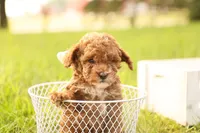 Reese, a male Poodle - Toy  for sale in Geneva, IN – Photo 2 of 10