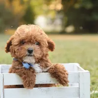 Reese, a male Poodle - Toy  for sale in Geneva, IN – Photo 4 of 10