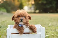 Reese, a male Poodle - Toy  for sale in Geneva, IN – Photo 4 of 10