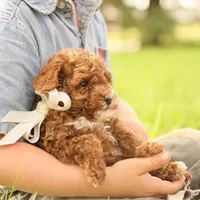 Reese, a male Poodle - Toy  for sale in Geneva, IN – Photo 9 of 10