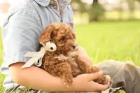Reese, a male Poodle - Toy  for sale in Geneva, IN – Photo 9 of 10